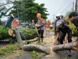 Pohon Tumbang di Poros Bone – Wajo, Danyon C Pelopor Kerahkan Tim SAR