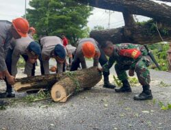 Pohon Tumbang Tutup Akses Jalan ke Pelabuhan Bajoe, SAR Brimob Gerak Cepat Lakukan Evakuasi