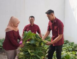 Manfaatkan Lahan Terbatas, Lapas Kelas IIB Lumajang Panen Sawi 300 Kg