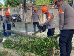 Brimob Bone Evakuasi Pohon Lapuk Depan Kampus Uniasman Yang Bahayakan Warga dan Mahasiswa.