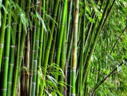 Polemik”Kasus Pengrusakan Pohon Bambu di Desa Panciro, Murni Masuk Pidana